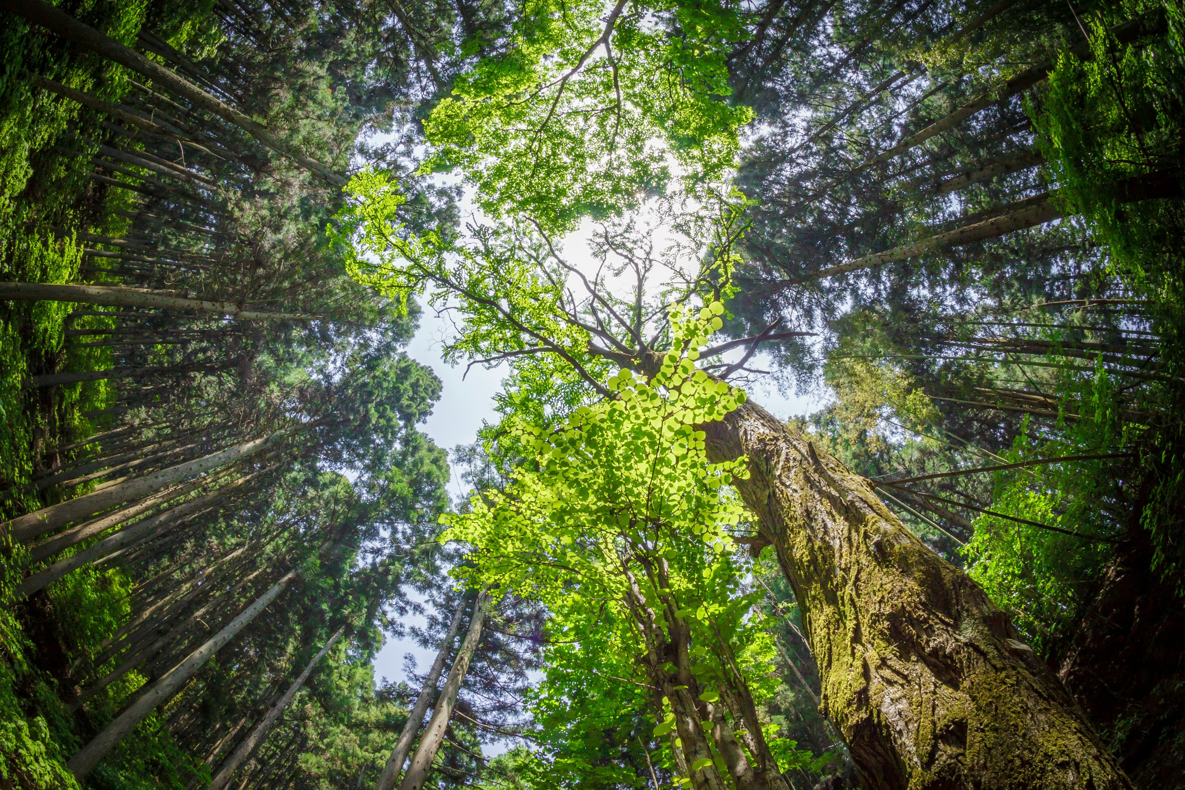 Why You Should Find Time for Forest Bathing
