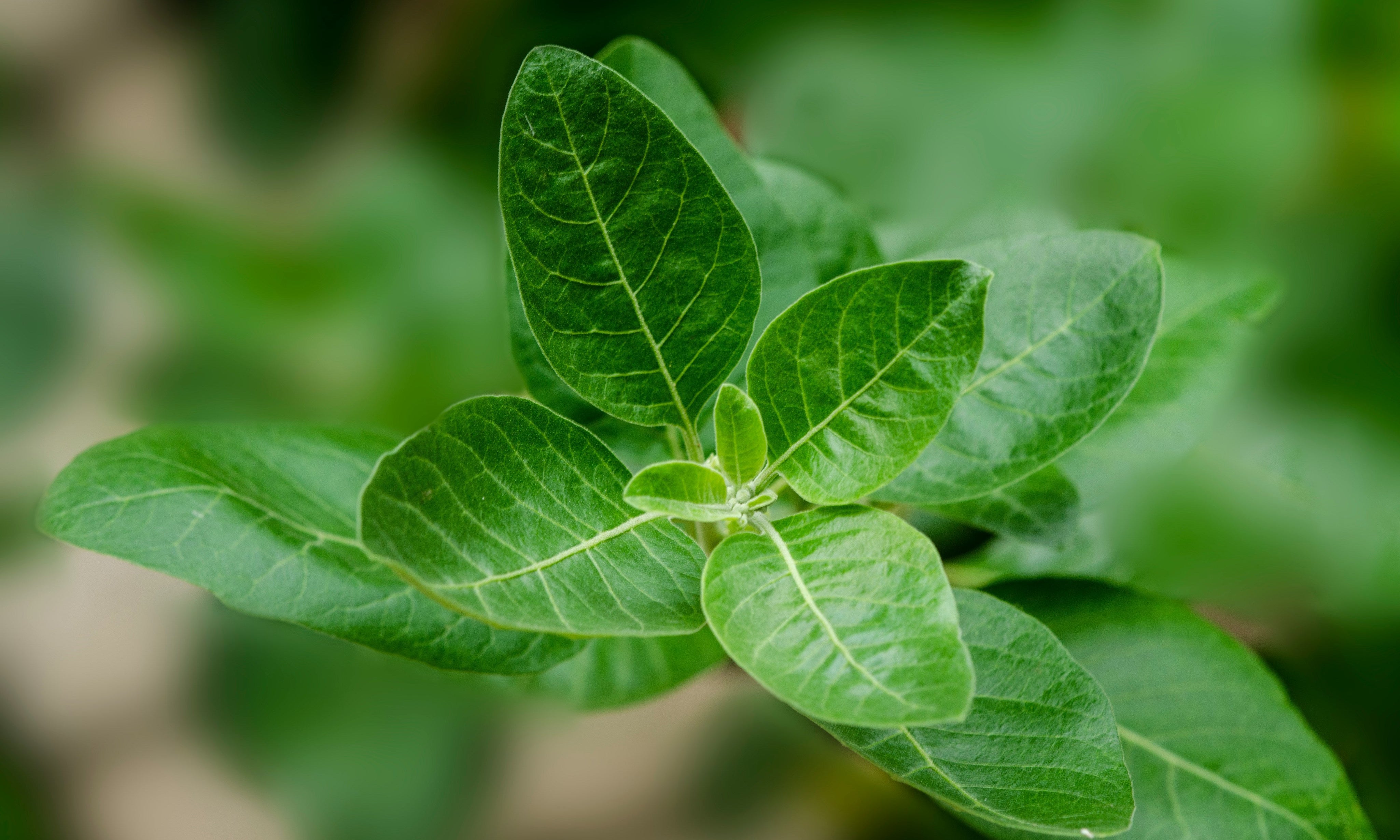 4 Supplements that Bust Stress