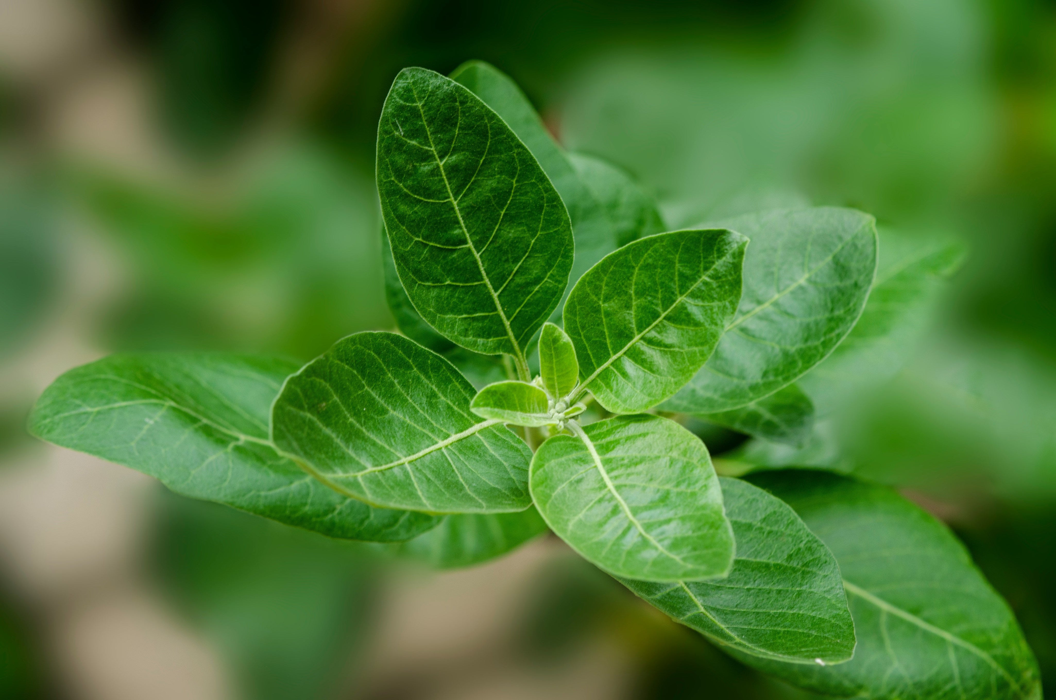 4 Supplements that Bust Stress