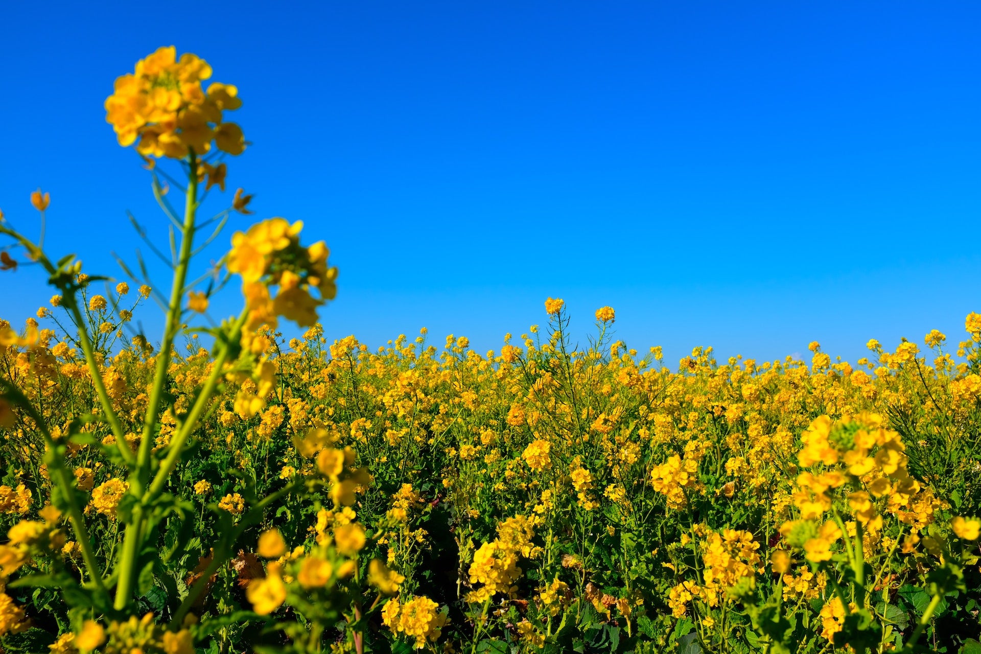 Why You Need to Ditch Seed Oils for the Good of Your Health