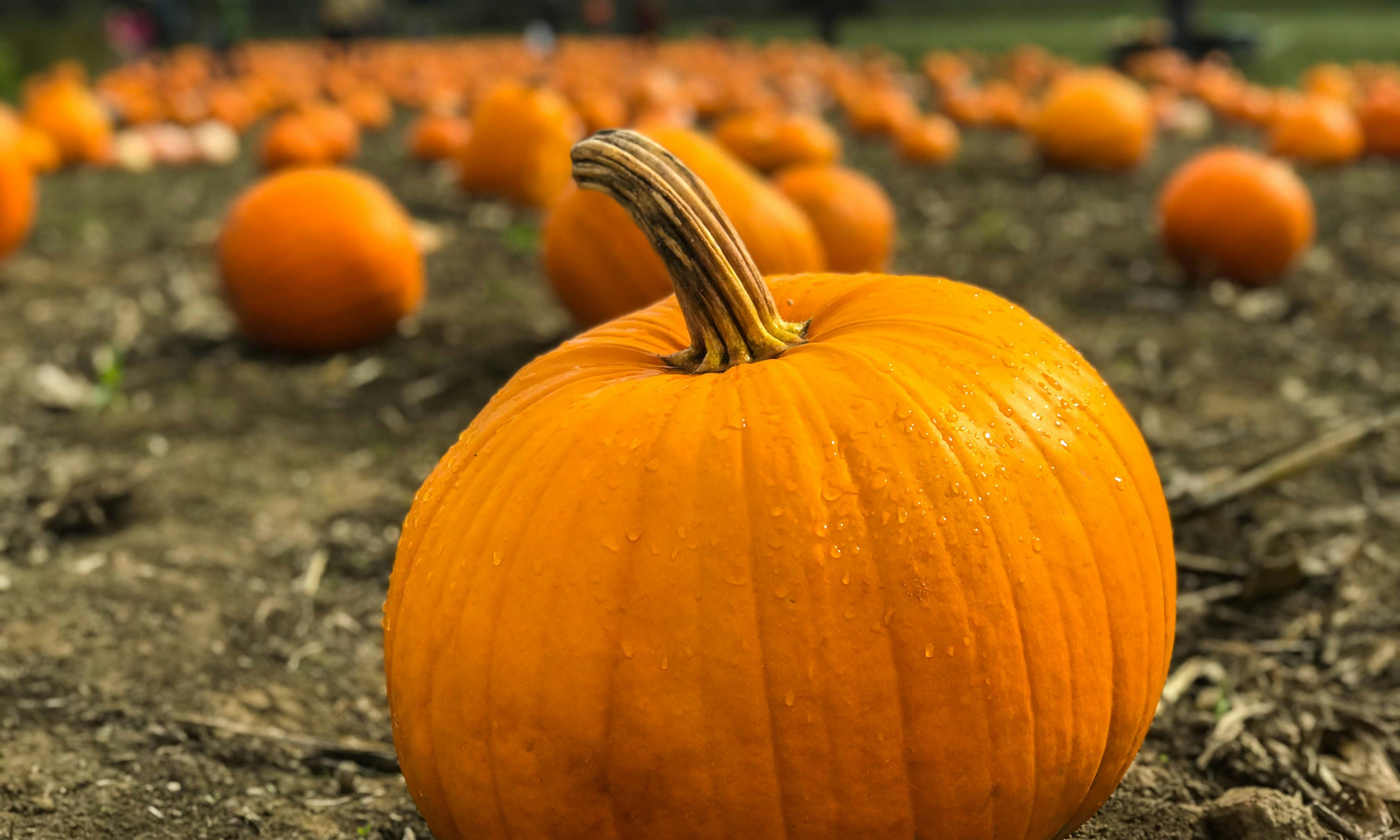 How Favorite Fall Foods Boost Your Wellness