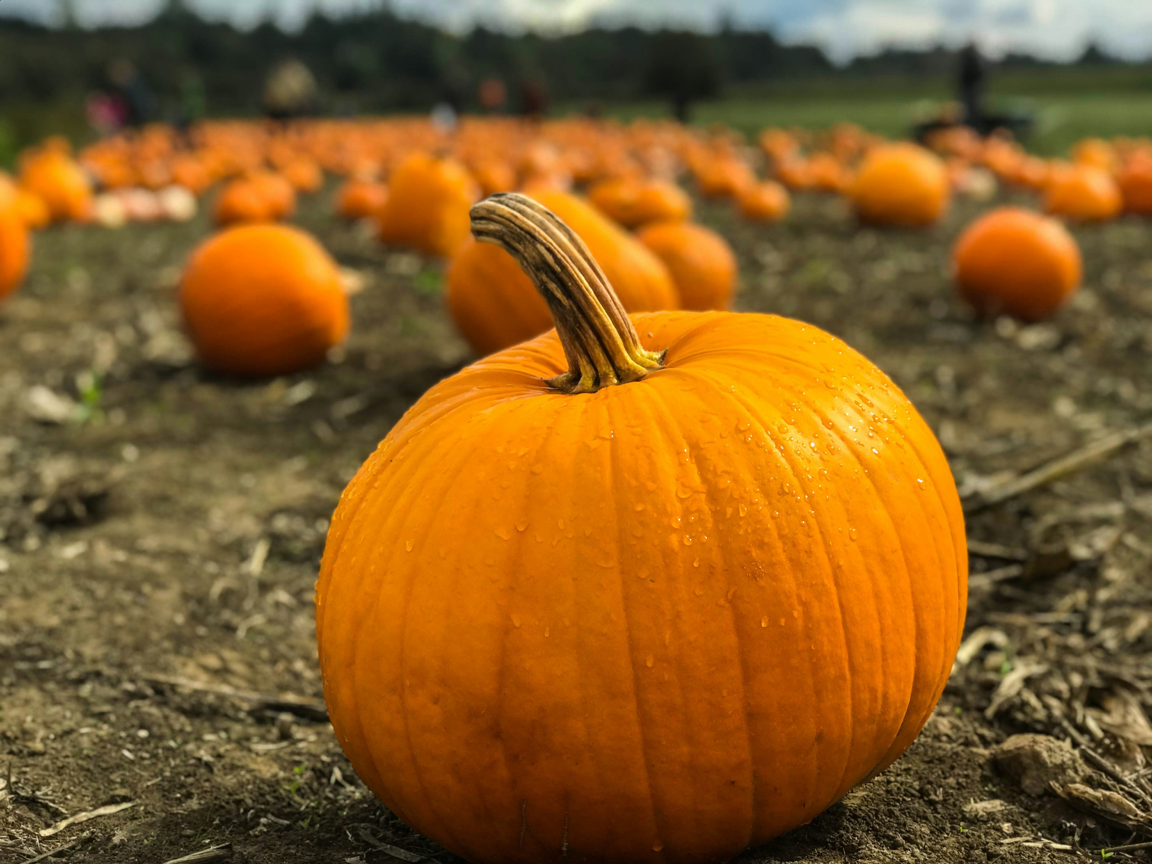 How Favorite Fall Foods Boost Your Wellness